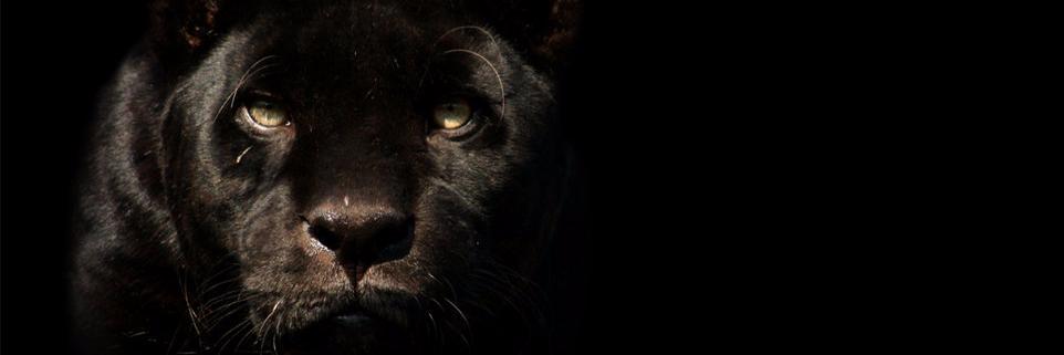 Driizzy_Jo's profile banner image