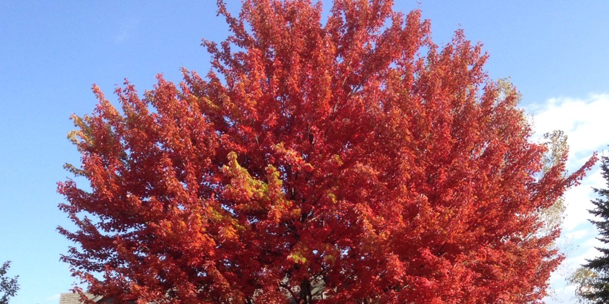 Joe LoTemplio banner