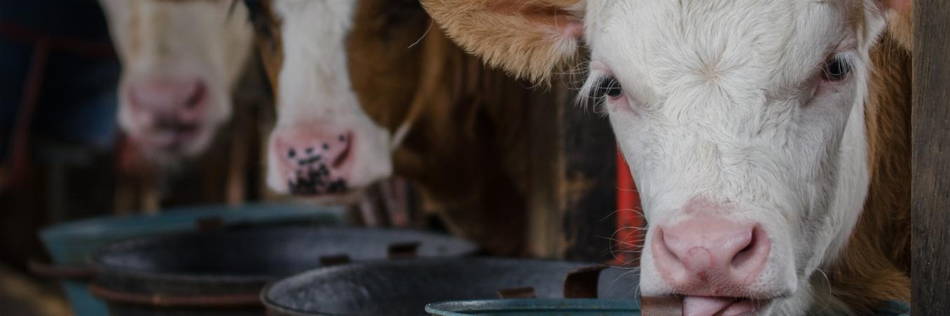 AsoSimmental's profile banner image