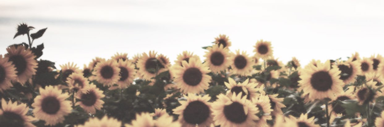 cheerio_18's profile banner image