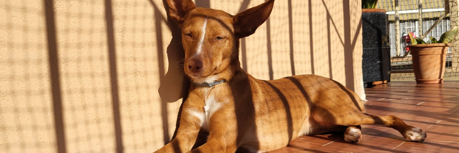 Pedro V. del Roble banner