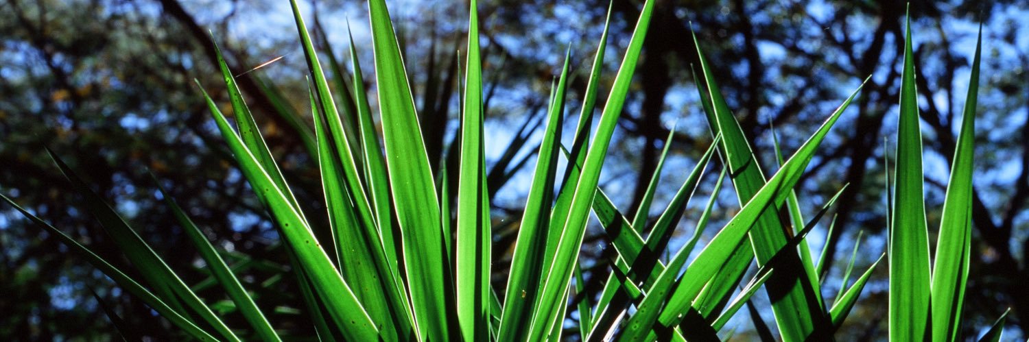 Ana Lastra banner