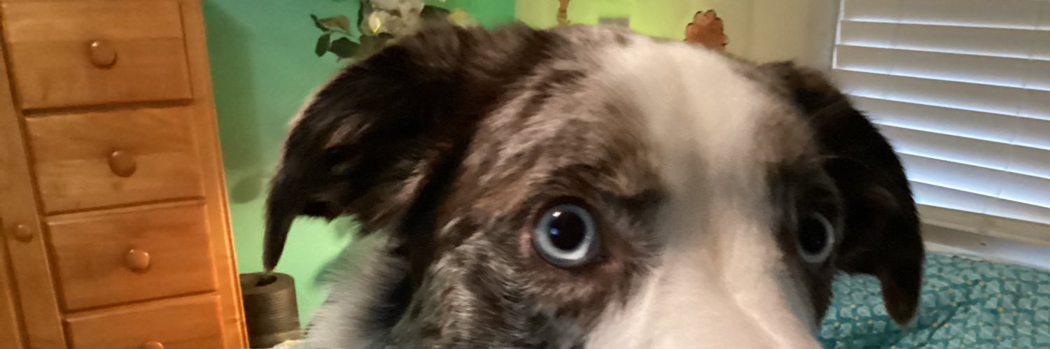 kodybear banner