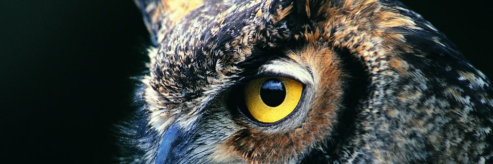 Udvari_Bohoc's profile banner image