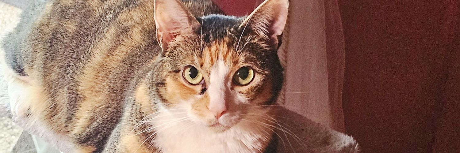 MiraIsLooking's profile banner image
