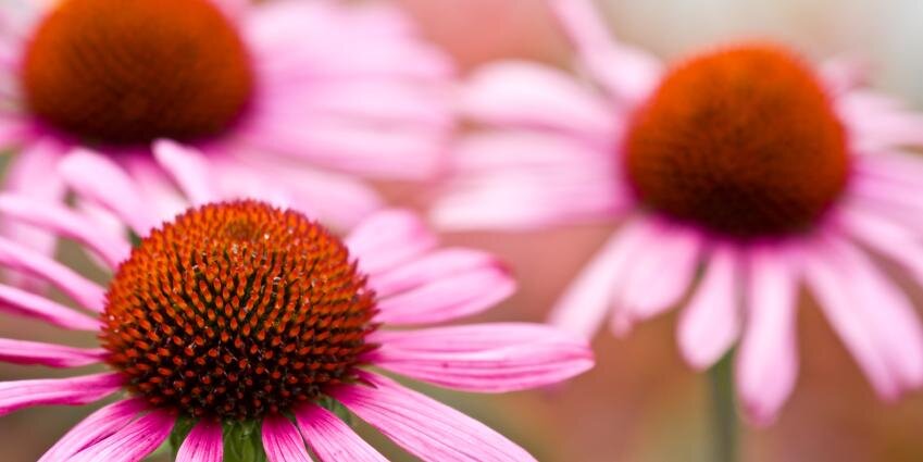 PlantsExpert's profile banner image