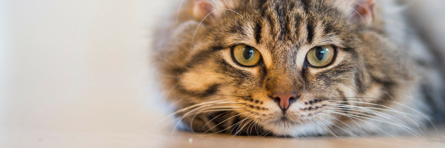 CTCatConnection's profile banner image