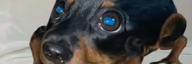 mesquitajunim's profile banner image