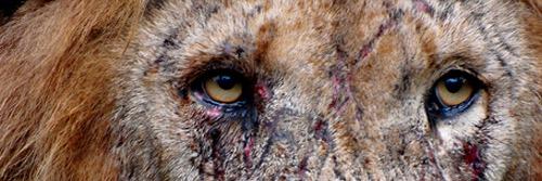 StewPitino's profile banner image