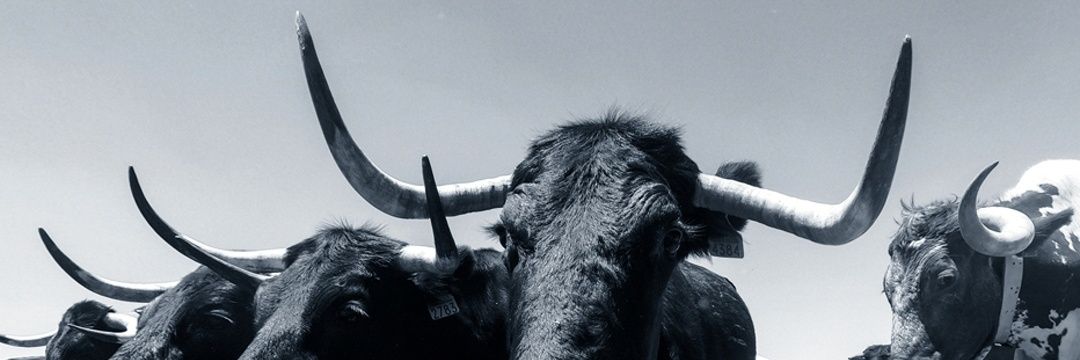 sevitoros's profile banner image