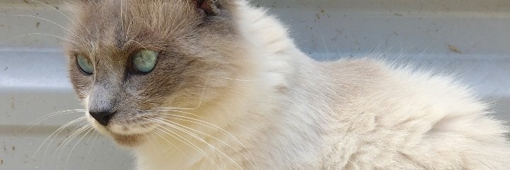 Nicobrown_'s profile banner image