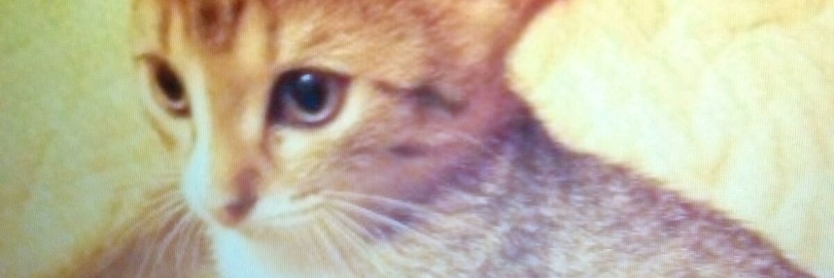 RSchichl's profile banner image