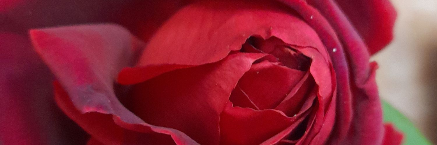BottoPatty's profile banner image