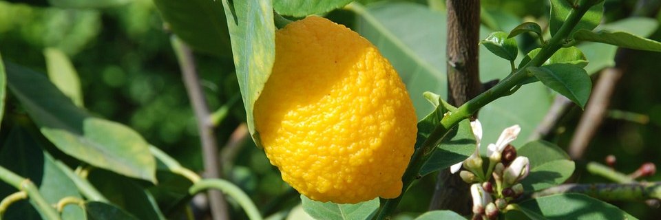 Berg Berg Berg banner