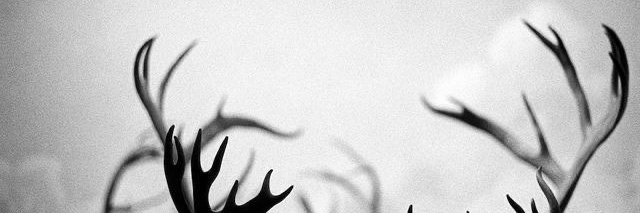Trista banner