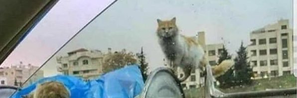 mcanbenli's profile banner image