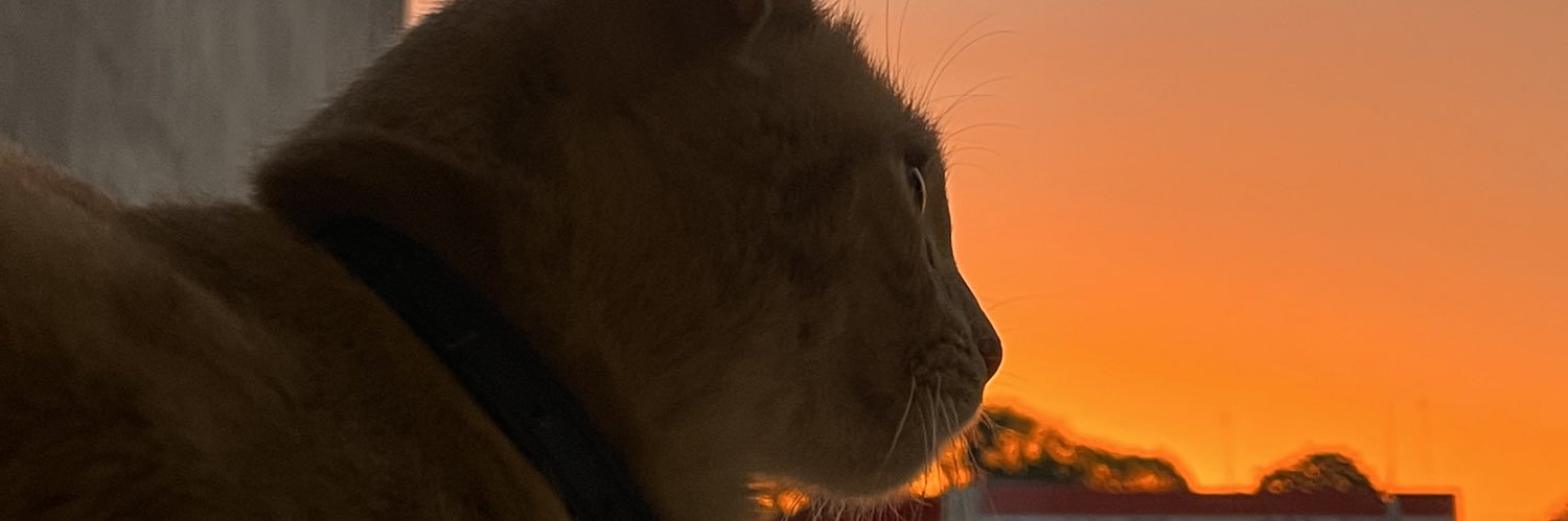 tamicuitino's profile banner image