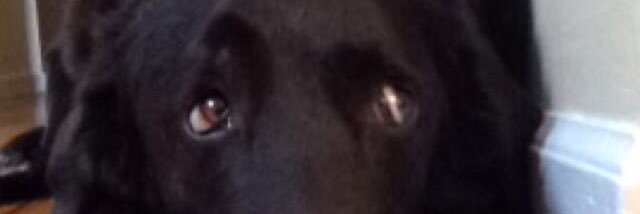 sarahbornstein3's profile banner image