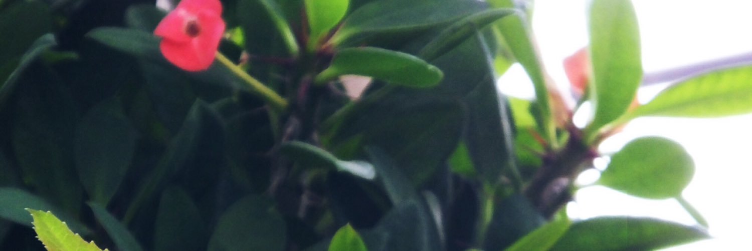 mada_1993's profile banner image