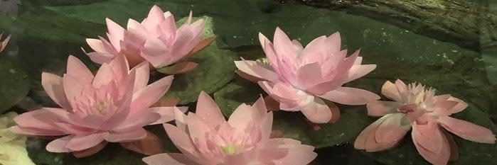 blkcaat's profile banner image