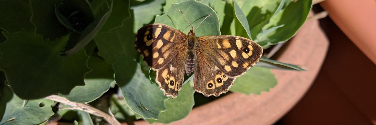 Greg O'Connell (Two jabs) banner