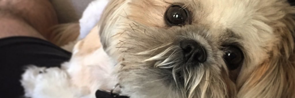 bjlieberman's profile banner image