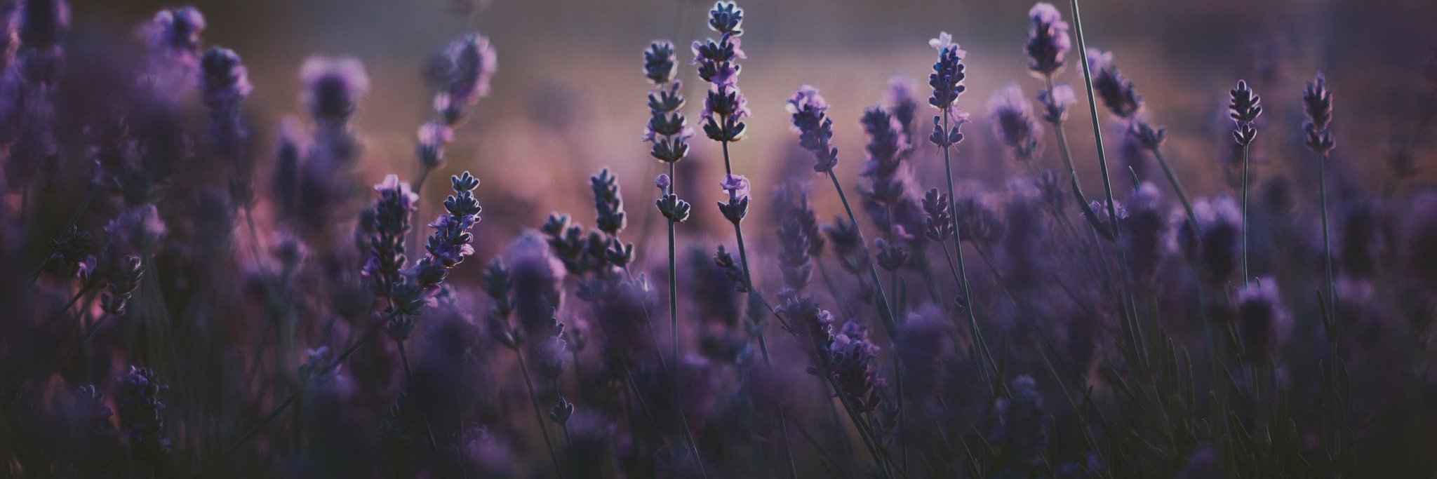 Max_Starling's profile banner image