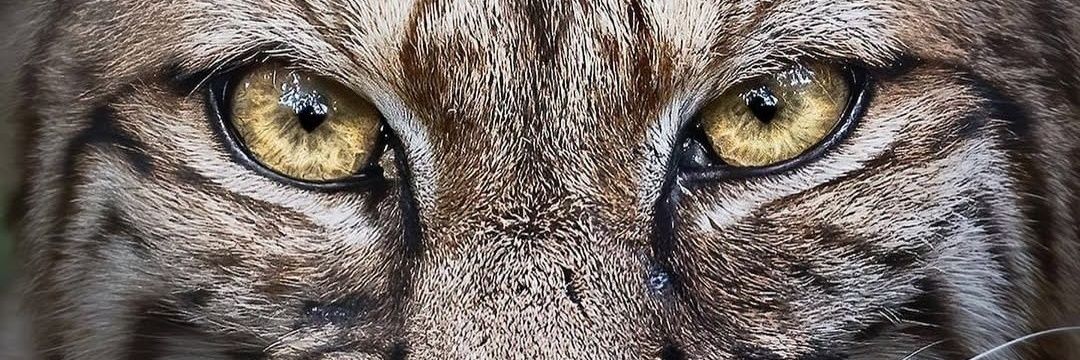 uluerfatis's profile banner image