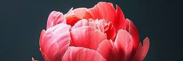 BotanBotan99 Profile Banner
