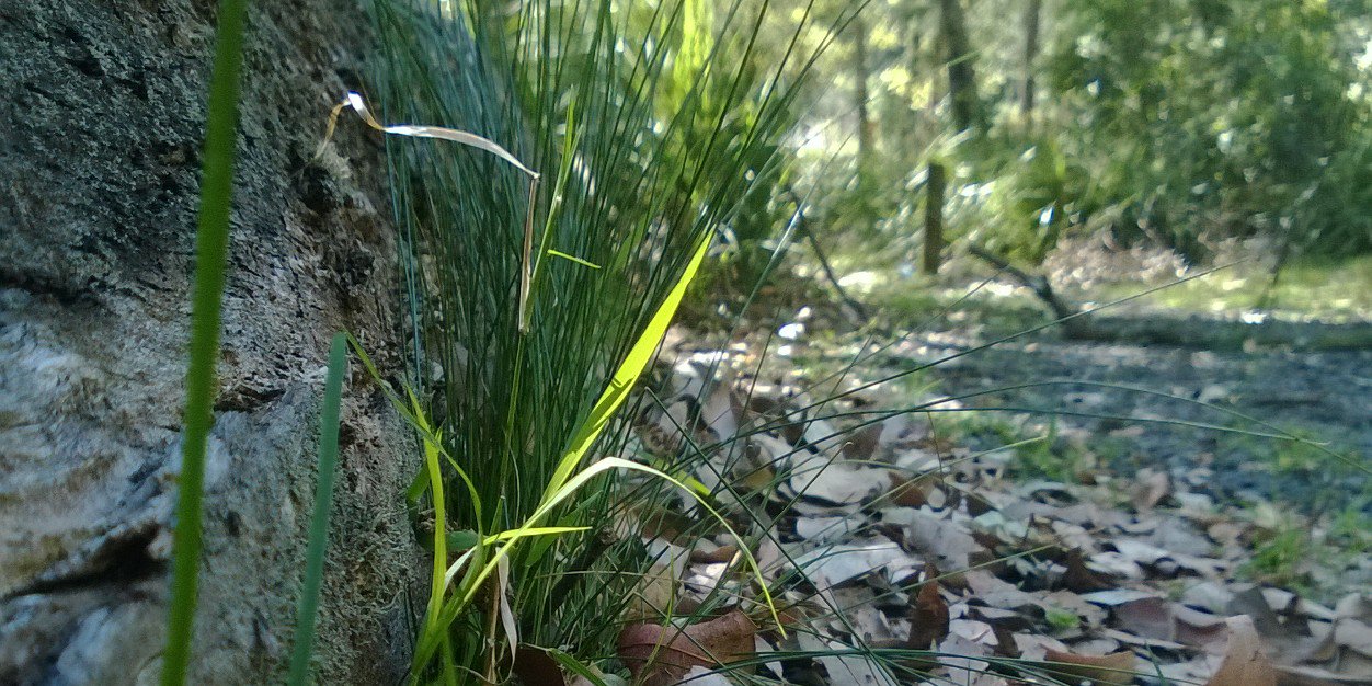 Two-Eyed Roy 🐀 banner