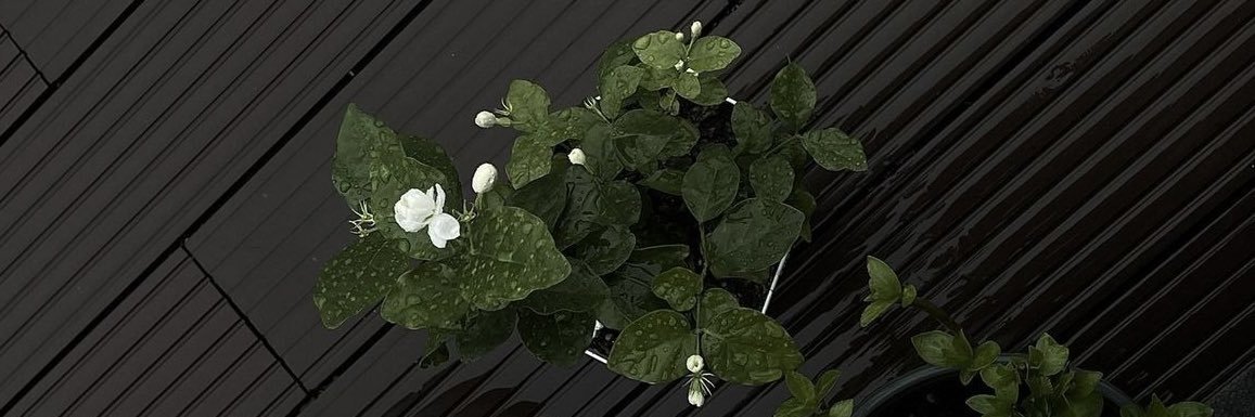 _mnlxslmc's profile banner image