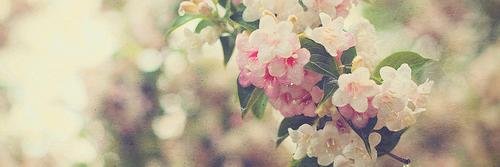 coco_sr17's profile banner image