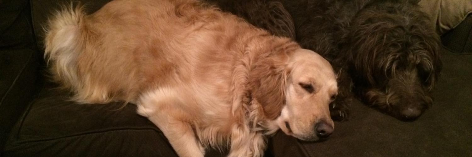 KaitLovesDogs's profile banner image