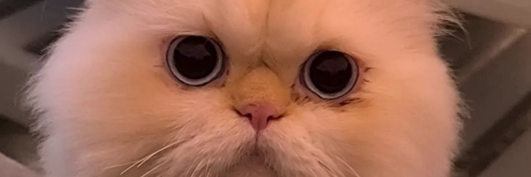 gulixe's profile banner image