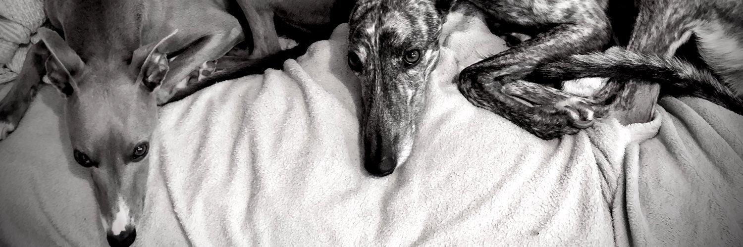 Rod🇵🇸🇺🇦🌻#PR#Wokeratiblackbelt#FBPE 💚 banner