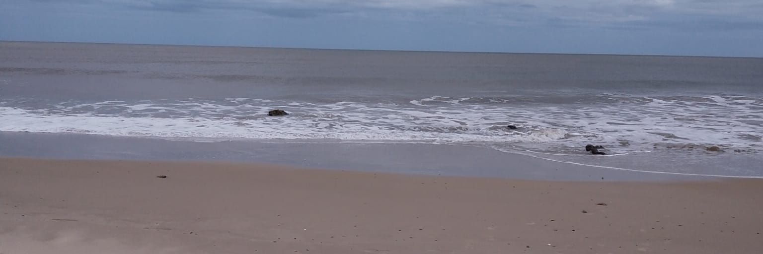 Rodrigo daniel banner