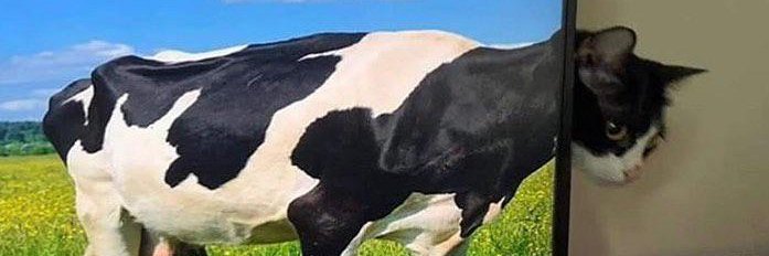 OpaquePredicate banner