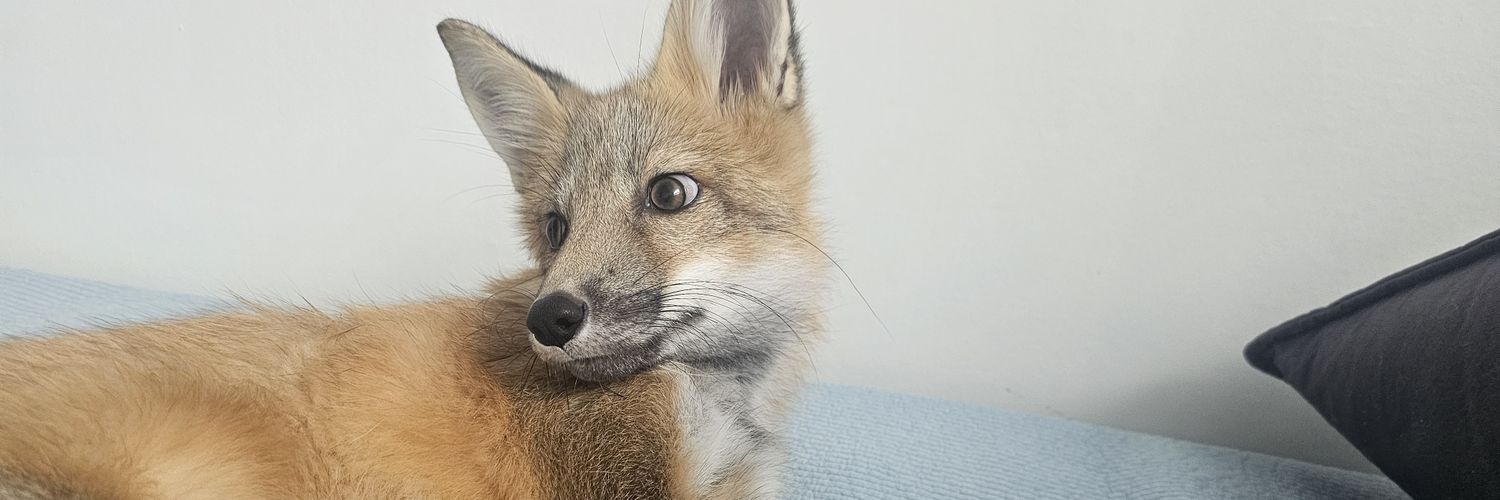 we_with_fox's profile banner image