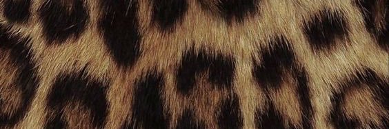 Dump1e_1's profile banner image
