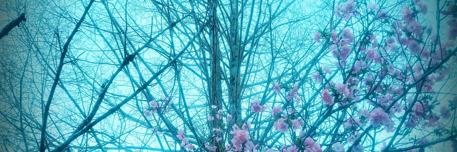 青窓's banner