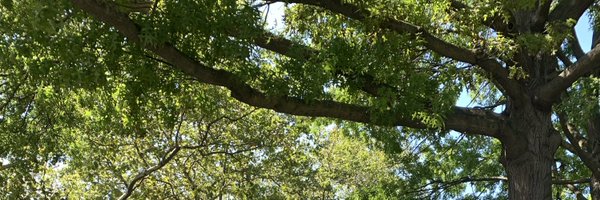 dadsiren Profile Banner