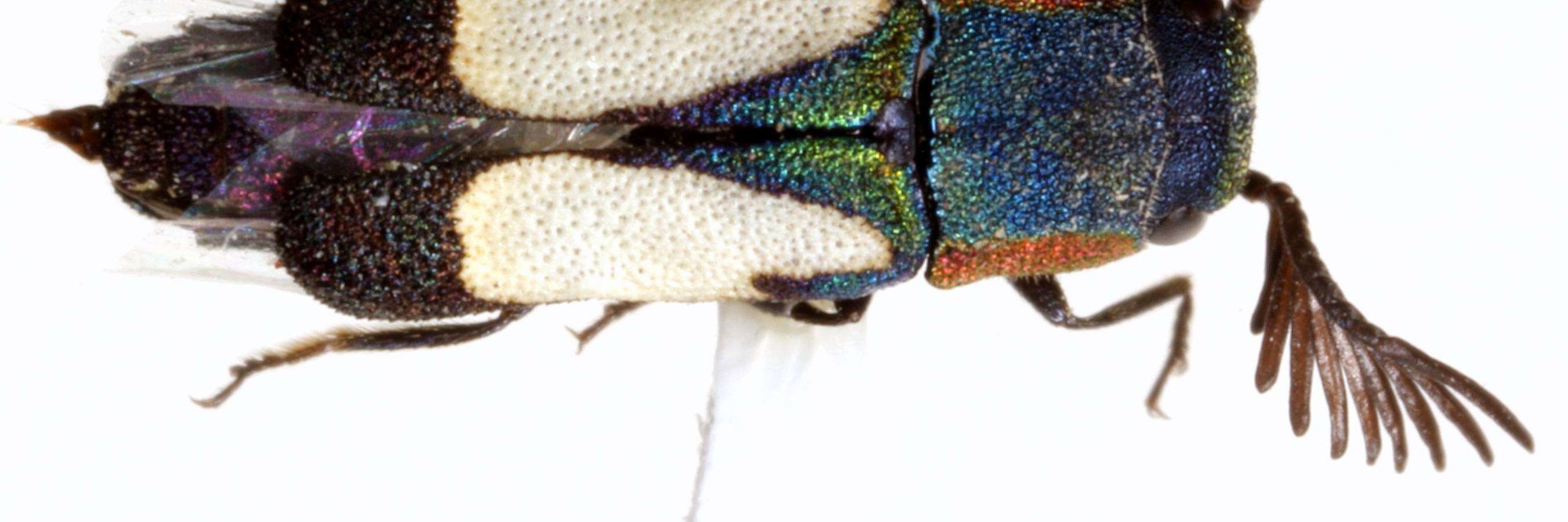 Mike Quinn 🐞 banner