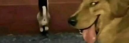 tibusaurio's profile banner image