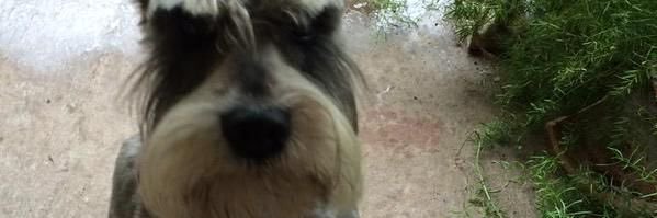 . banner