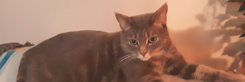 Sorry Eh 🇨🇦 🐜 banner