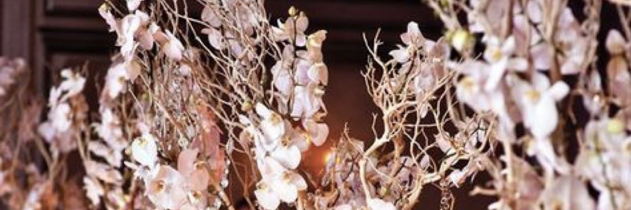 oeilletblanc_'s profile banner image