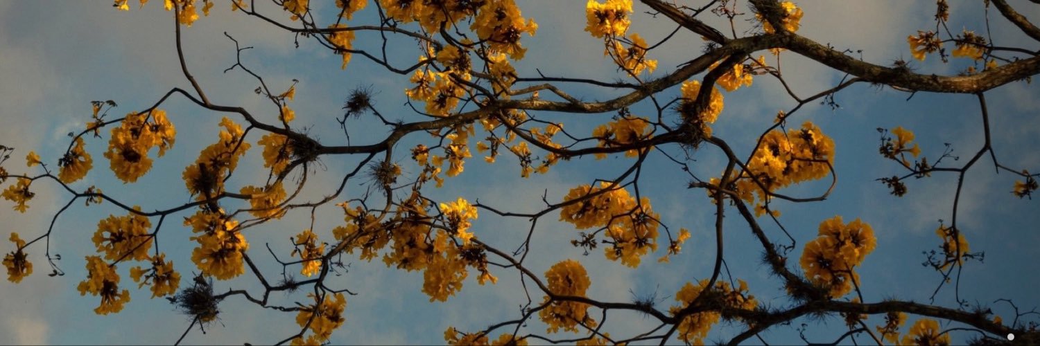 Tiffloid's profile banner image