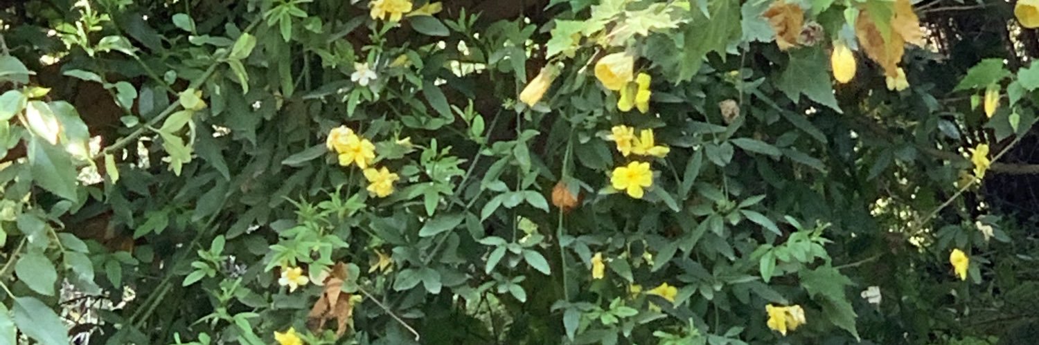 Mónica Villafañe banner