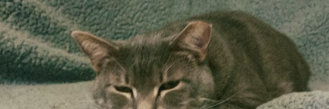 DamitzEmma's profile banner image