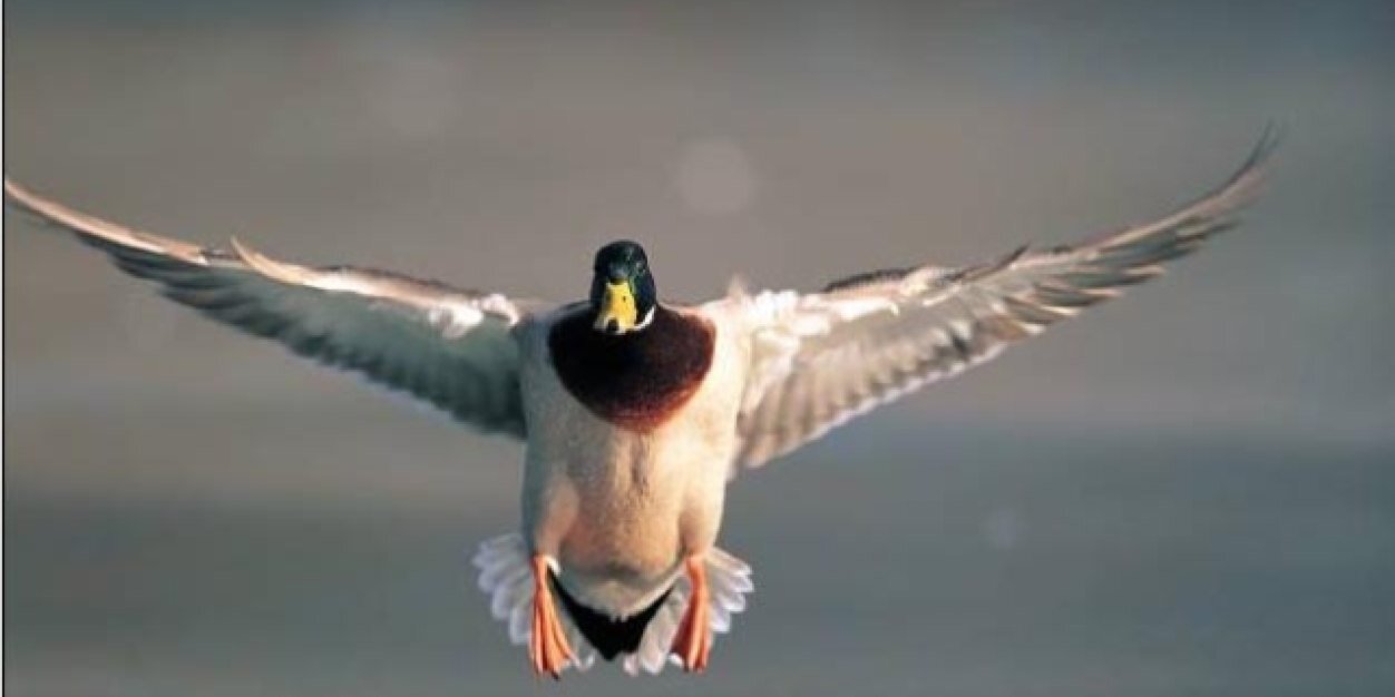 ThugMallard's profile banner image